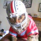 Big Ten Network Cutest Pets...Buckeye Cat